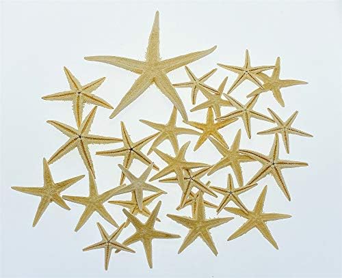 Калкасл Природна Вистинска Морска Ѕвезда Морска Ѕвезда Риба-60 ПАРЧИЊА)
