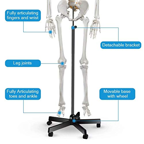 Breesky Human Skeleton Model за анатомија- големина на живот со големина Медицински човечки скелет модел со нервен систем 70,8 во со