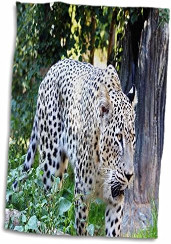 Животните од 3дороза Флорен - леопард од Персија - крпи