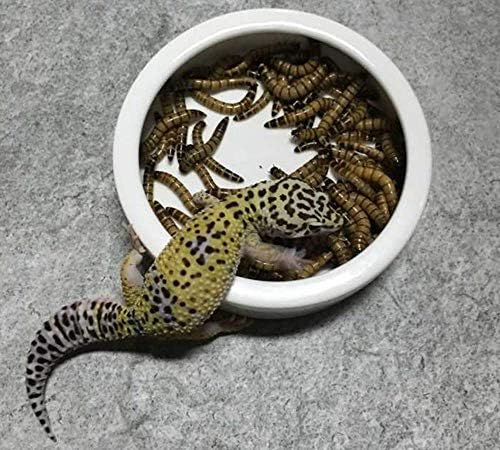 2 парчиња садови за чинија со чинија со црви, чинија за чинија со црви, мини рептил храна керамика вода чинија за гуштер аноли брада змејови