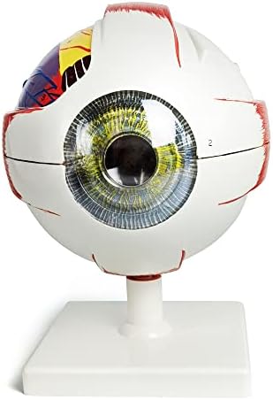 Нов хоризонт 6x зголемен анатомски модел на човечко око, анатомски точен модел на очи човечко очите анатомија за наука во училницата Студија