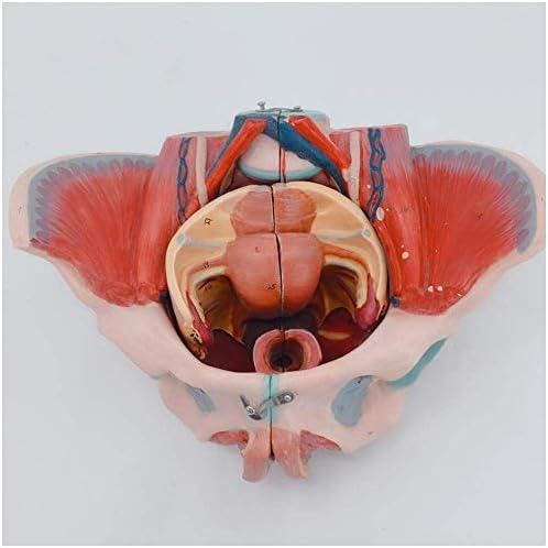 Наставен модел, бременост на модел на анатомија, медицински анатомски модел на женски карлица, женски карличен модел на карлицата и невроваскуларна