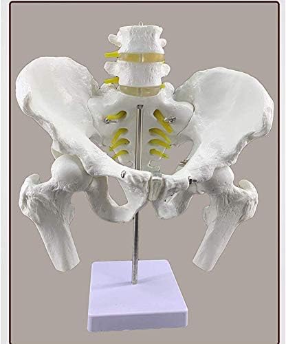 Човечки карлица Анатомски модел карличен нога коска и човечки 2 оддели лумбални пршлени модел, медицинска едукација помош за животна големина