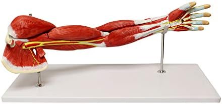 Модел на модел на анатомија на анатомијата на човекот на човекот, анатомија модел на рамо модел на анатомија модел на мускулна рака - 7 парчиња