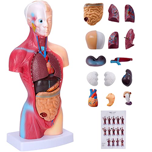 Модел на човечко тело за деца 15 парчиња Отстранлив 11 инчен модел на човечка торзото анатомија за наставни студии од студенти од студенти со