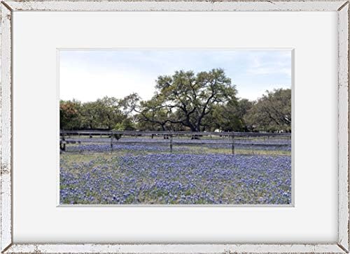 Бесконечни фотографии 2014 Фотографија Профузија на Цвет во Тексас, суптилни сини беннети, на поле во Берн, Тексас, Запад од
