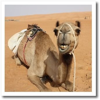 3drose насмеана камила што се потпира на логорот Бедуин во Оман фотографија од Ронда Албом железо на пренос на топлина, 10 на 10-инчи,